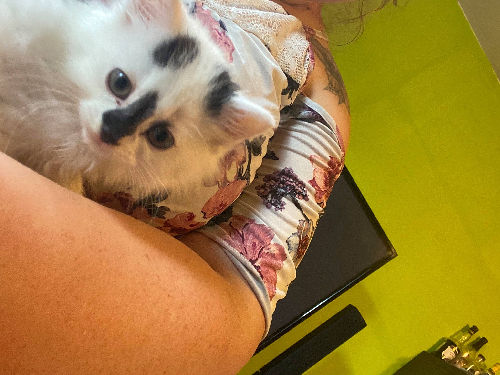 Rolex a rejoint le concours — aidez-le/la à gagner de superbes lots ! bracelet, carnivore, cat, domestic_short_haired_cat, felidae, fur, kitten, paw, skin, small_to_medium_sized_cats, snout, whiskers, wrist