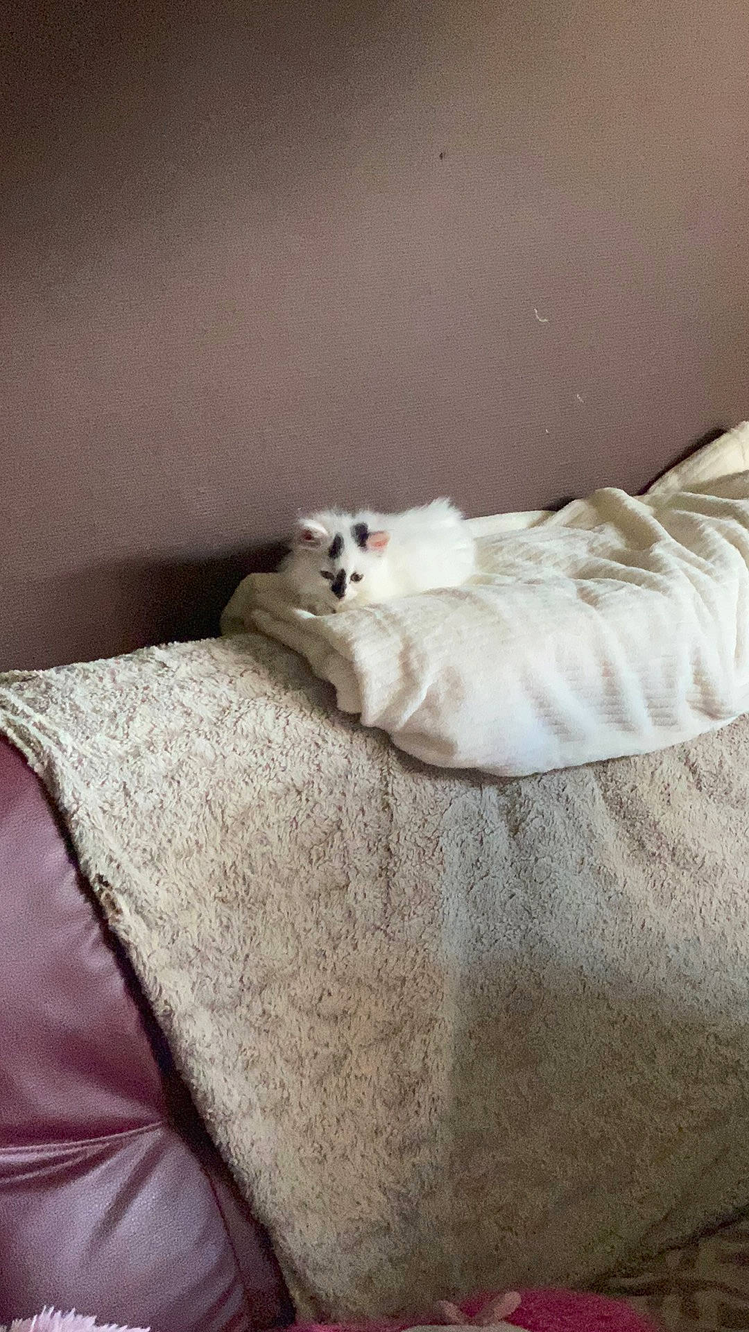 Rolex a rejoint le concours — aidez-le/la à gagner de superbes lots ! beige, carnivore, cat, comfort, felidae, fur, grey, home_accessories, linens, small_to_medium_sized_cats, terrestrial_animal, turkish_angora, whiskers