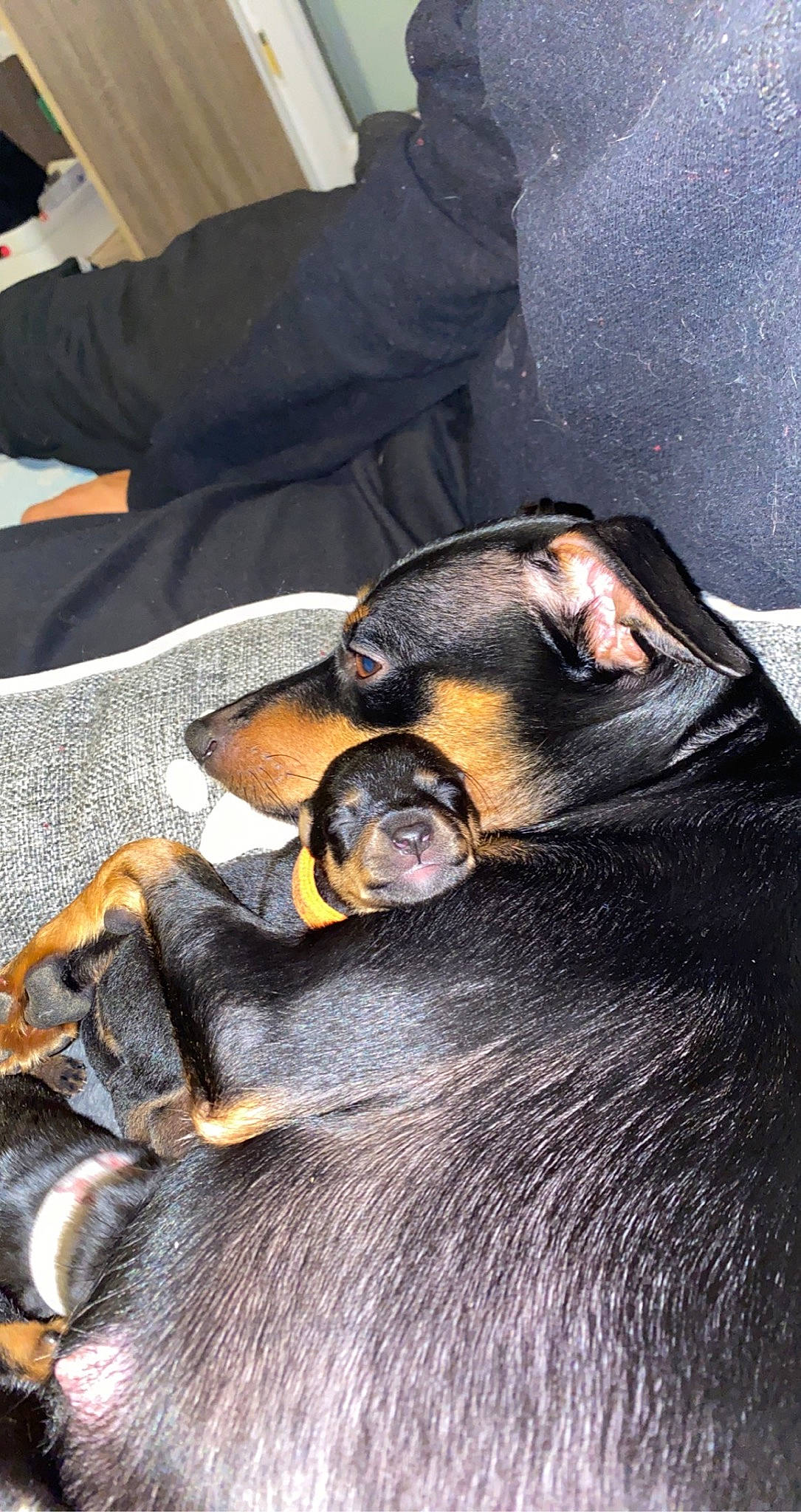 Orcka a rejoint le concours — aidez-le/la à gagner de superbes lots ! canidae, carnivore, dobermann, dog, dog_breed, ear, guard_dog, pinscher, rottweiler, skin, snout, sporting_group