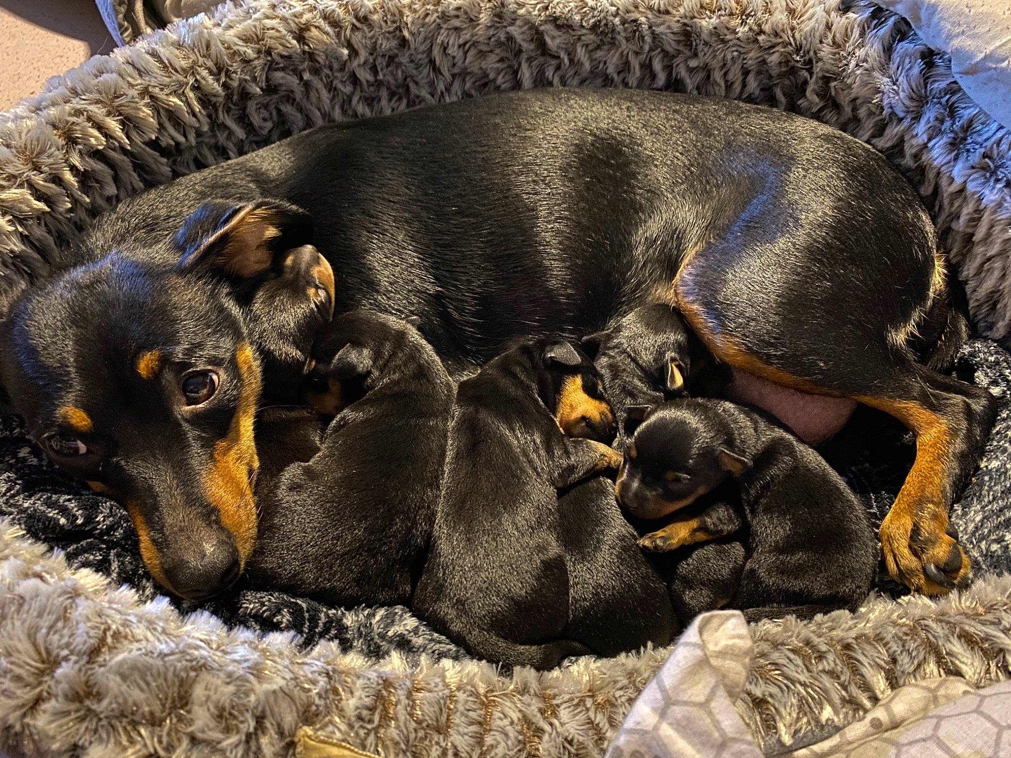 Orcka a rejoint le concours — aidez-le/la à gagner de superbes lots ! austrian_black_and_tan_hound, beauceron, canidae, carnivore, dachshund, dog, dog_breed, german_pinscher, jagdterrier, mammal, manchester_terrier, miniature_pinscher, pinscher, polish_hunting_dog, prazsky_krysarik, puppy, smaland_hound, snout, transylvanian_hound, vertebrate