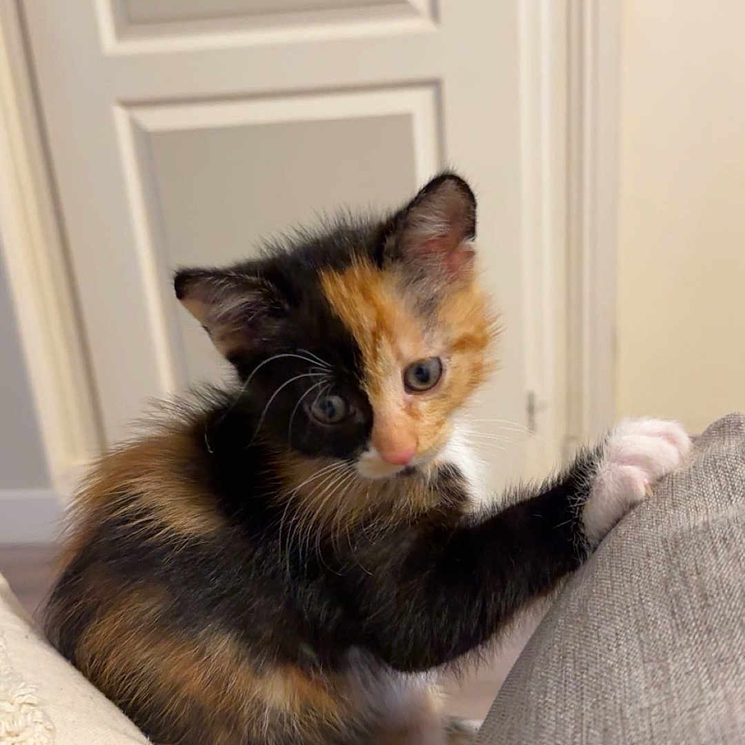 Athena a rejoint le concours — aidez-le/la à gagner de superbes lots ! abyssinian, animal, architecture, brasssection, building, cat, couch, cushion, door, furniture, hardwood, homedecor, horn, indoors, kitten, livingroom, manx, musicalinstrument, pet, wood