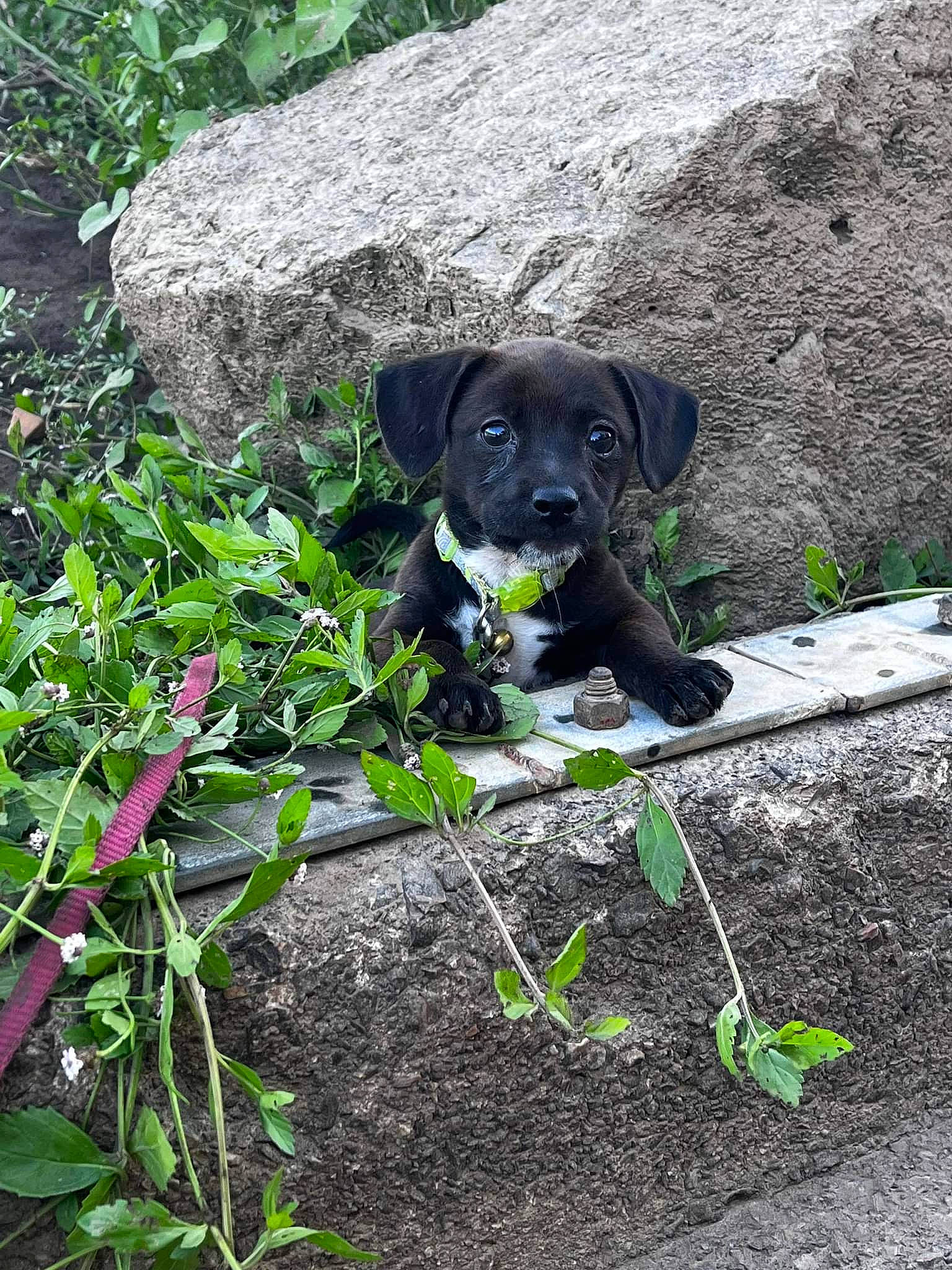 Lilu joined the competition — help win amazing prizes! annual_plant, carnivore, companion_dog, dog, dog_breed, flower, flowering_plant, garden, grass, groundcover, guard_dog, gun_dog, herb, plant, rock, shrub, soil, sporting_group, terrestrial_animal, working_animal