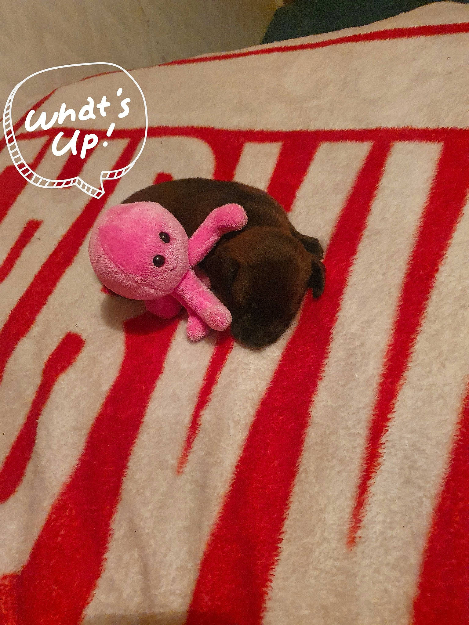 Lilu is registered to the contest to win money with this photo: baby_products, baby_toys, carmine, fashion_accessory, fawn, font, fur, heart, linens, magenta, nail, pattern, plush, snout, stuffed_toy, sweetness, terrestrial_animal, textile, toy, wool