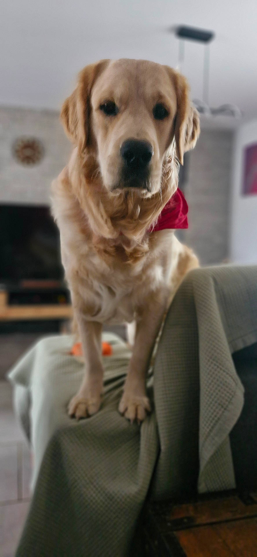 Vegas participe au concours pour gagner de l'argent avec cette photo : animal, bandana, blanket, canine, couch, dog, domestic_animal, ears, face, fur, furniture, golden_retriever, indoor, living_room, looking, mammal, nose, pet, portrait, standing