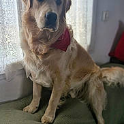 Vegas participe au concours pour gagner de l'argent avec cette photo : dog, golden_retriever, pet, bandana, indoor, couch, window, curtains, lace, natural_light, fur, animal, sitting, domestic, mammal, companion, household, resting, portrait, calm