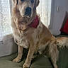 dog, golden_retriever, pet, bandana, indoor, couch, window, curtains, lace, natural_light, fur, animal, sitting, domestic, mammal, companion, household, resting, portrait, calm