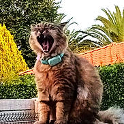 Chaton a rejoint le concours — aidez-le/la à gagner de superbes lots ! animal, bush, cat, collar, daylight, feline, fluffy, fur, garden, mouth_open, nature, outdoor, pet, red_roof, sitting, stone_ledge, tabby, tree, whiskers, yawning