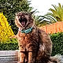 animal, bush, cat, collar, daylight, feline, fluffy, fur, garden, mouth_open, nature, outdoor, pet, red_roof, sitting, stone_ledge, tabby, tree, whiskers, yawning