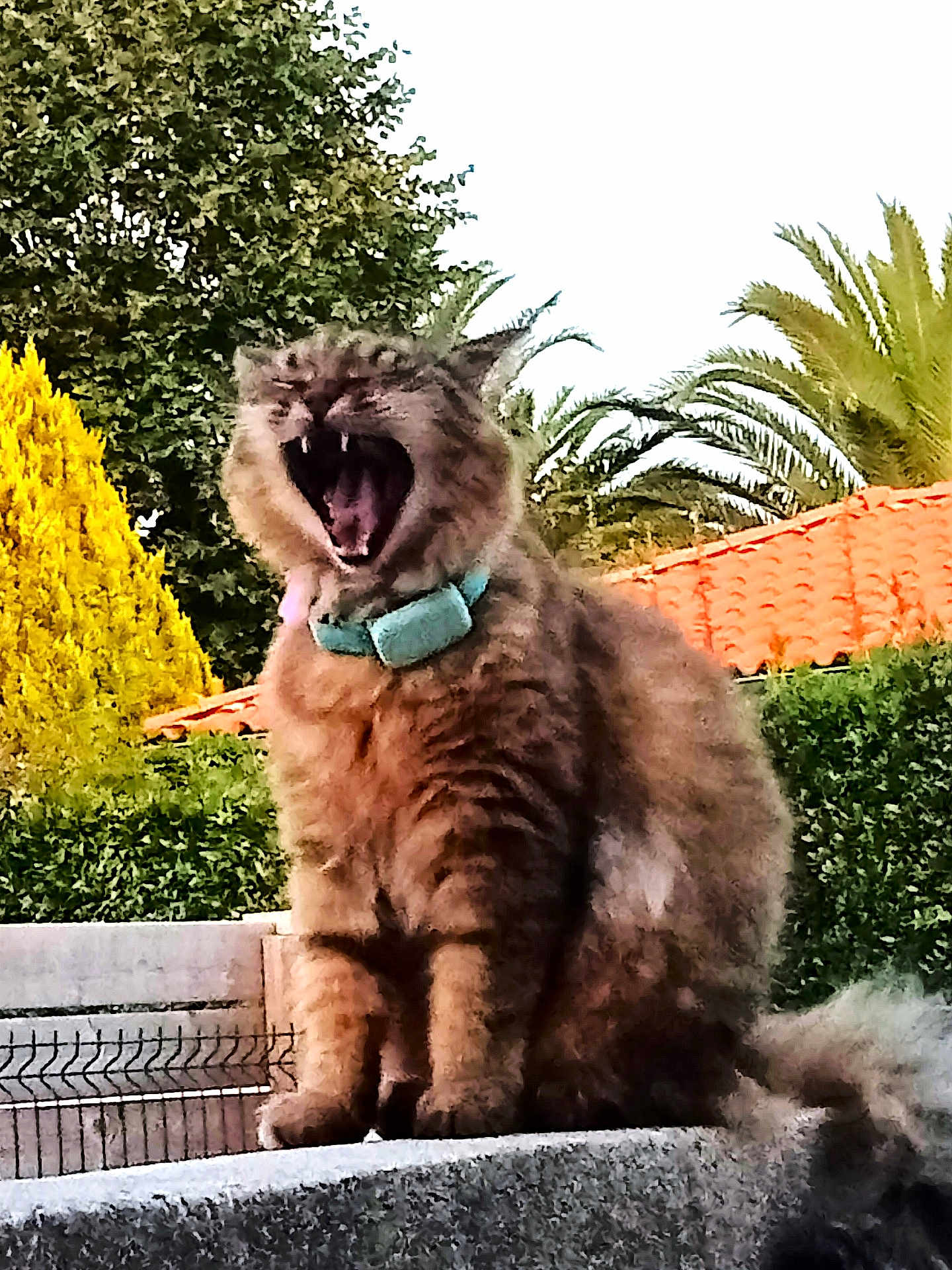Chaton