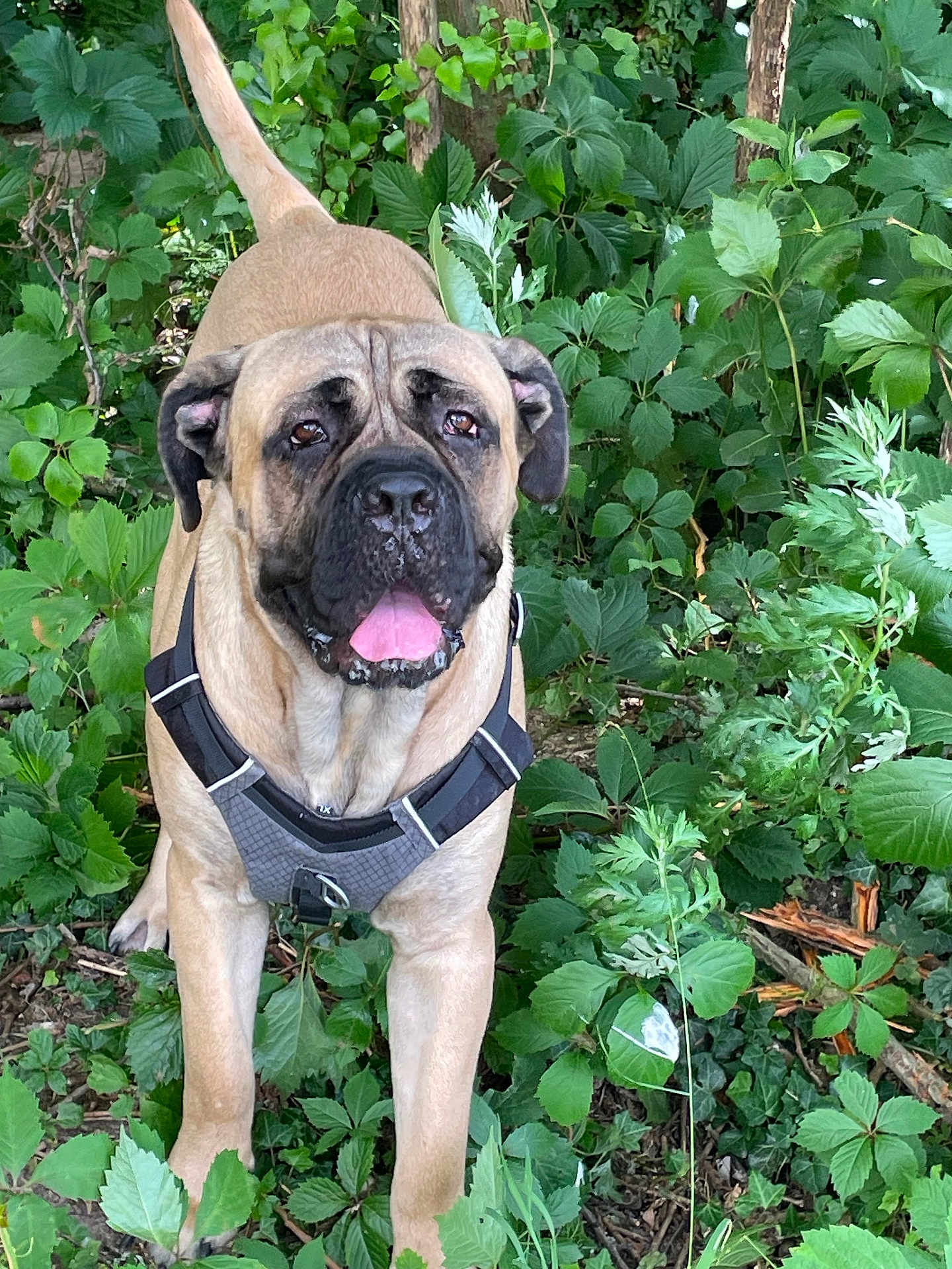 Vaillant a rejoint le concours — aidez-le/la à gagner de superbes lots ! dog, tan_coat, black_muzzle, harness, outdoor, greenery, plants, leaves, garden, tongue_out, happy, pet, canine, nature, summer, animal, mammal, forest_floor, friendly, alert