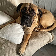 Vaillant a rejoint le concours — aidez-le/la à gagner de superbes lots ! dog, couch, pillow, blanket, indoor, pet, resting, brown_dog, relaxed, animal, canine, home, comfort, furniture, living_room, paw, tail, ears, fur, looking