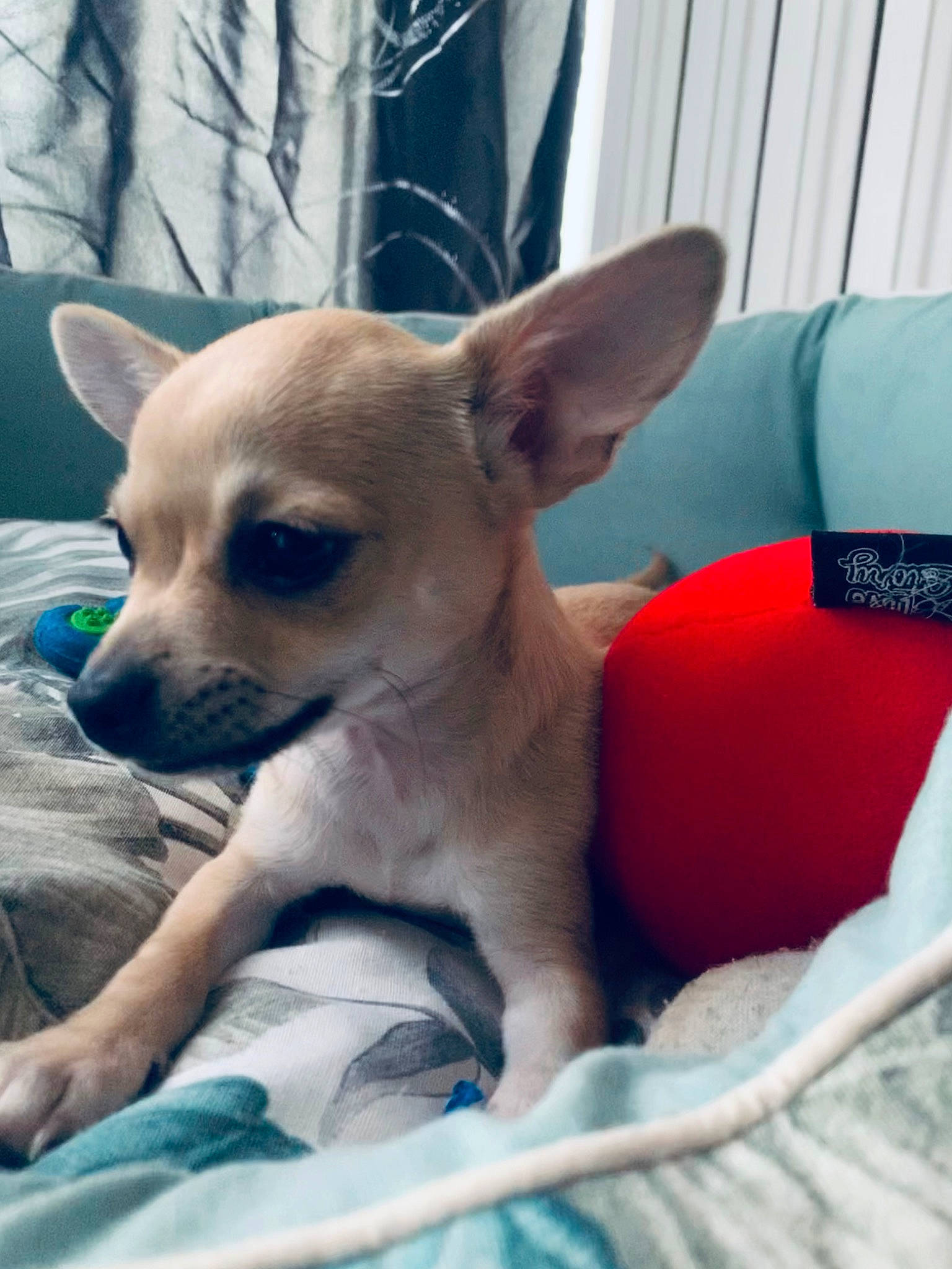 Paco participe au concours pour gagner de l'argent avec cette photo : canidae, carnivore, chihuahua, comfort, companion_dog, corgi_chihuahua, dog, dog_breed, dog_supply, fawn, fur, non_sporting_group, puppy, russkiy_toy, snout, sporting_group, terrestrial_animal, toy_dog, whiskers, working_animal