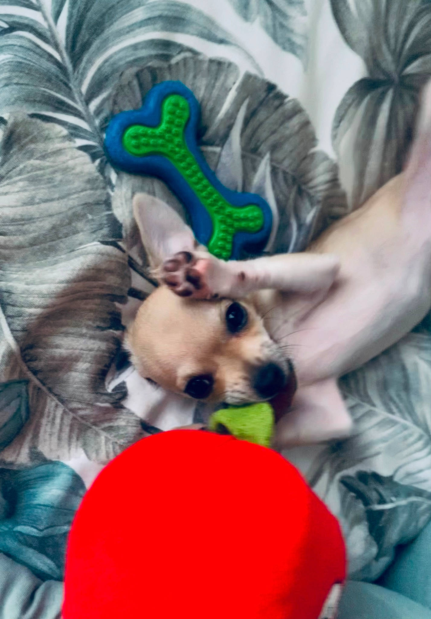 Paco participe au concours pour gagner de l'argent avec cette photo : canidae, carnivore, companion_dog, costume, costume_hat, dog, dog_breed, dog_clothes, dog_supply, event, fawn, fun, fur, party_hat, party_supply, snout, sporting_group, tail, toy_dog, working_animal