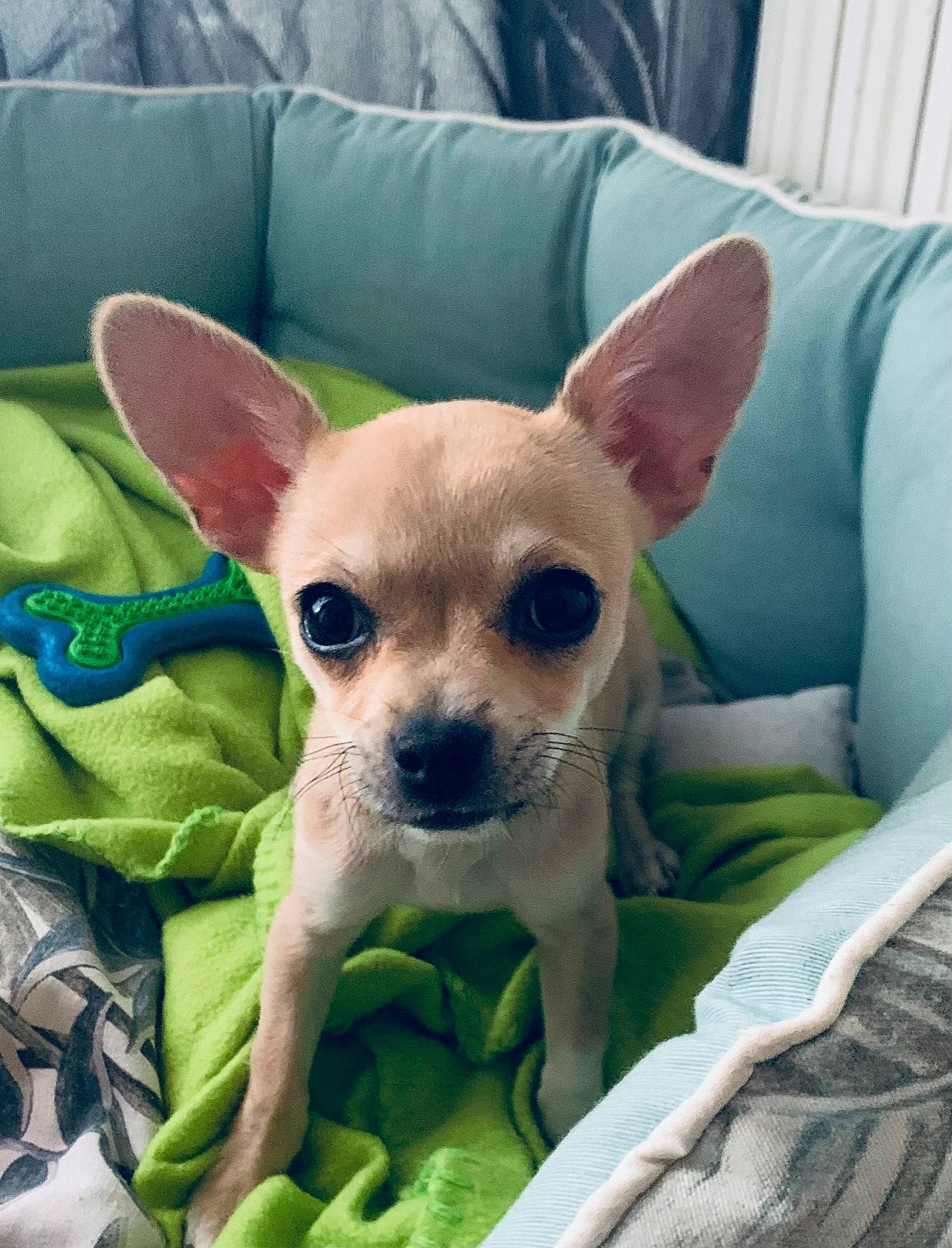 Paco a rejoint le concours — aidez-le/la à gagner de superbes lots ! canidae, carnivore, chihuahua, comfort, companion_dog, corgi_chihuahua, couch, dog, dog_breed, dog_supply, ear, fawn, fur, russkiy_toy, snout, sporting_group, terrestrial_animal, toy_dog, whiskers, working_animal