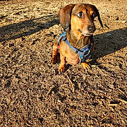 Laylow joined the competition — help win amazing prizes! dog, dachshund, pet, small_dog, brown_fur, blue_harness, outdoor, forest, dirt, sand, sunlight, shadow, paws, portrait, closeup, looking_away, curious_expression, nature, trees, canine