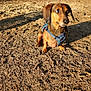 dog, dachshund, pet, small_dog, brown_fur, blue_harness, outdoor, forest, dirt, sand, sunlight, shadow, paws, portrait, closeup, looking_away, curious_expression, nature, trees, canine