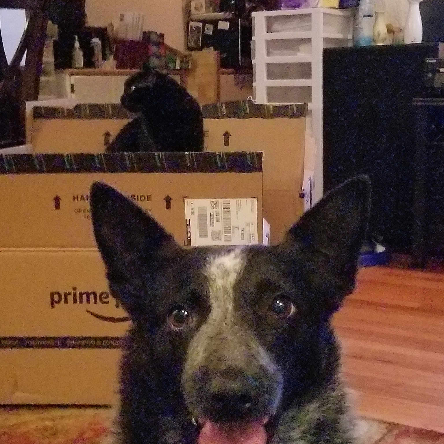 Mackie is registered to the contest to win money with this photo: canidae, carnivore, dog, dog_breed, dutch_shepherd_dog, east_european_shepherd, king_shepherd, mammal, rare_breed_dog, vertebrate, working_dog