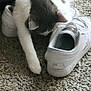 alloywheel, animal, canine, car, carwheel, cat, clothing, couch, dog, footwear, furniture, kitten, manx, person, pet, puppy, runningshoe, shoe, sleeping, sneaker