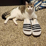 Daisy is registered to the contest to win money with this photo: animal, cat, clothing, couch, face, footwear, furniture, head, homedecor, indoors, kitten, manx, pants, person, pet, photography, portrait, sandal, shoe, sneaker