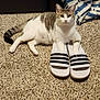 animal, cat, clothing, couch, face, footwear, furniture, head, homedecor, indoors, kitten, manx, pants, person, pet, photography, portrait, sandal, shoe, sneaker