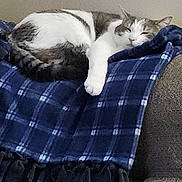 Friskies joined the competition — help win amazing prizes! abyssinian, animal, armchair, bed, blanket, cat, chair, clothing, couch, cushion, furniture, homedecor, kitten, linen, manx, person, pet, quilt, sleeping, tartan