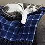 abyssinian, animal, armchair, bed, blanket, cat, chair, clothing, couch, cushion, furniture, homedecor, kitten, linen, manx, person, pet, quilt, sleeping, tartan