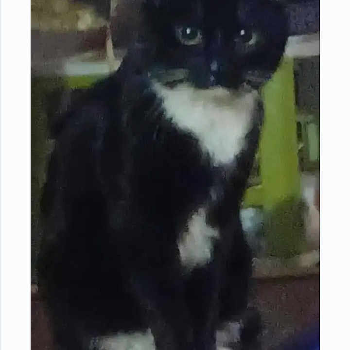 Poe joined the competition — help win amazing prizes! abyssinian, animal, art, blackcat, cat, computer, computerhardware, egyptiancat, electronics, face, hardware, head, kitten, manx, monitor, pc, person, pet, screen, text