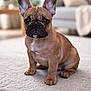adorable, animal, brown, canine, carpet, companion, cute, dog, domestic_animal, ears, face, french_bulldog, fur, indoor, living_room, pet, puppy, sitting, wrinkles, young