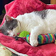 Cookie is registered to the contest to win money with this photo: blanket, cat, closeup, colorful, comfort, cozy, cute, feline, fur, gray_and_white, indoor, knitted, paw, pet, red_blanket, relaxing, resting, sleeping, soft, toy