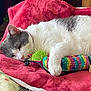blanket, cat, closeup, colorful, comfort, cozy, cute, feline, fur, gray_and_white, indoor, knitted, paw, pet, red_blanket, relaxing, resting, sleeping, soft, toy