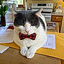 Cookie is registered to the contest to win money with this photo: black, bow_tie, cat, cozy, domestic, envelope, furniture, gray, indoor, kitchen, natural_light, papers, pet, plant, red, sleeping, table, white, window, wooden_surface