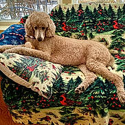 Sedona joined the competition — help win amazing prizes! dog, poodle, couch, blanket, pillow, window, curtain, indoor, wooden_floor, pet, animal, resting, cozy, winter, snow, decor, pattern, red_bird, pine_tree, furniture