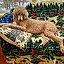 animal, blanket, couch, cozy, curtain, decor, dog, furniture, indoor, pattern, pet, pillow, pine_tree, poodle, red_bird, resting, snow, window, winter, wooden_floor
