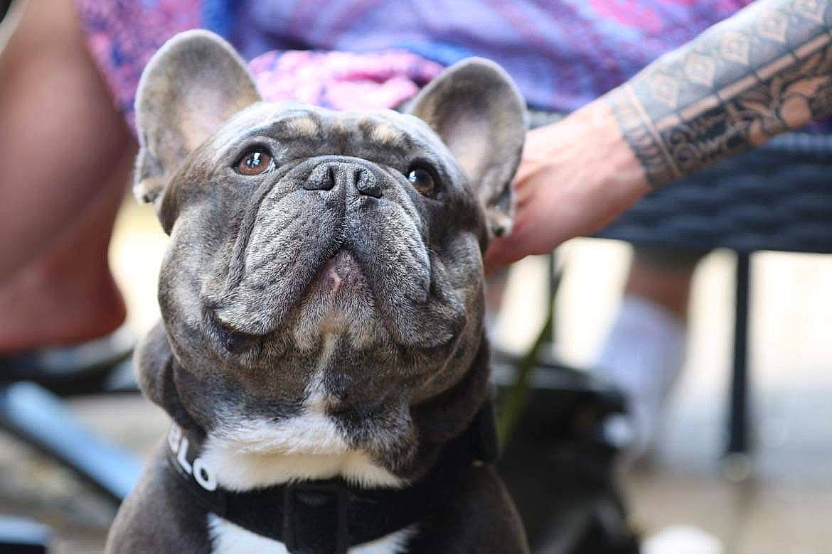 Pablo a rejoint le concours — aidez-le/la à gagner de superbes lots ! bulldog, canidae, carnivore, collar, companion_dog, dog, dog_breed, dog_collar, ear, fawn, french_bulldog, molosser, plaid, snout, sporting_group, tartan, toy_dog, whiskers, working_animal, wrinkle