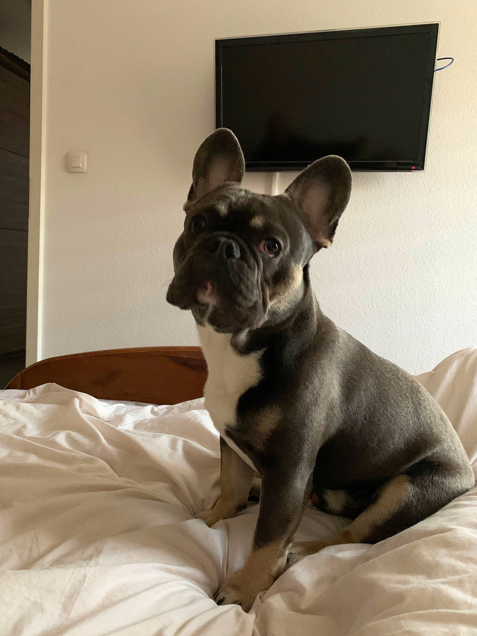 Pablo a rejoint le concours — aidez-le/la à gagner de superbes lots ! bed, bulldog, canidae, carnivore, companion_dog, dog, dog_breed, ear, fawn, french_bulldog, furniture, mammal, non_sporting_group, puppy, snout, toy_bulldog, vertebrate, whiskers