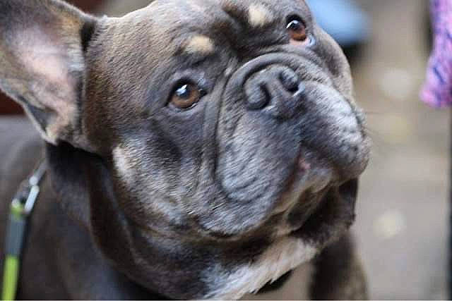 Pablo participe au concours pour gagner de l'argent avec cette photo : bulldog, canidae, carnivore, collar, companion_dog, dog, dog_breed, dog_collar, ear, eye, fawn, grass, molosser, snout, sporting_group, terrestrial_animal, toy_dog, whiskers, working_animal, wrinkle