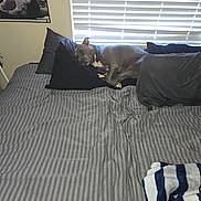 Dallas is registered to the contest to win money with this photo: bed, black, blanket, blinds, comforter, cozy, dog, dorm_room, furniture, gray, indoor, peaceful, pillow, poster, resting, room, sleeping, striped, sword, window