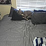 bed, black, blanket, blinds, comforter, cozy, dog, dorm_room, furniture, gray, indoor, peaceful, pillow, poster, resting, room, sleeping, striped, sword, window