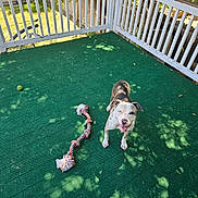 Cece is registered to the contest to win money with this photo: dog, animal, pet, outdoor, porch, green_carpet, toy, rope_toy, ball, wooden_railing, shadow, sunlight, playful, happy, white_railing, smiling, brown_and_white_dog, canine, fenced_area, daylight