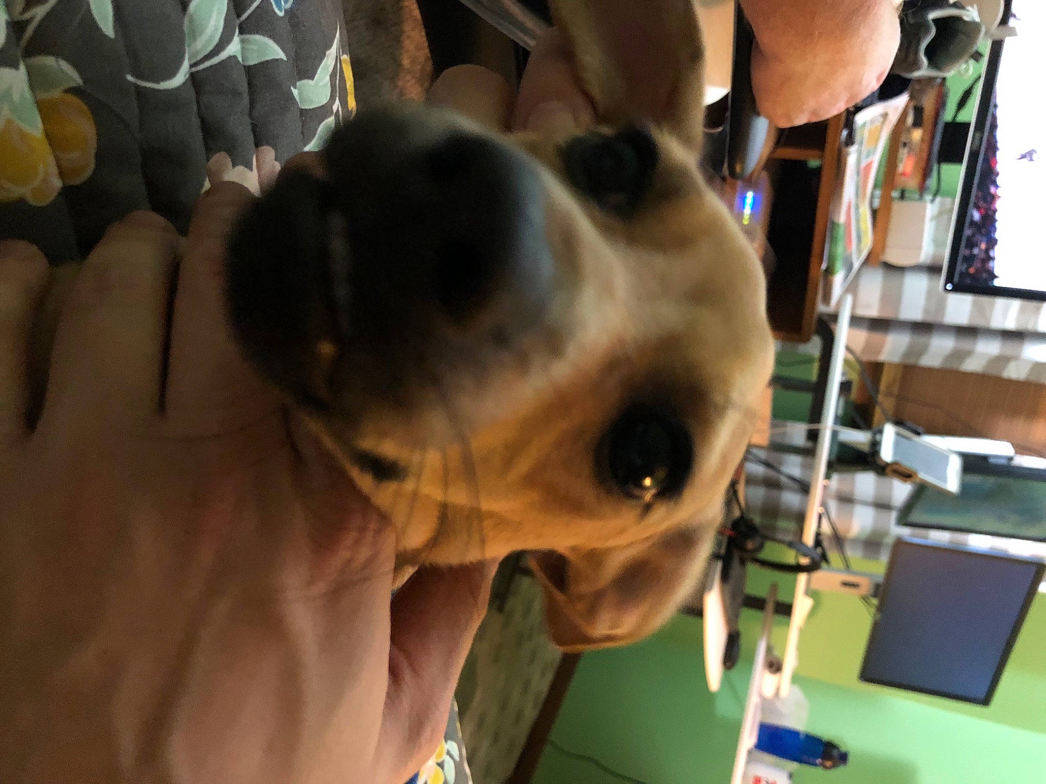 Rocco joined the competition — help win amazing prizes! canidae, carnivore, collar, companion_dog, dog, dog_breed, ear, eyewear, fawn, fun, fur, guard_dog, non_sporting_group, personal_protective_equipment, puppy, selfie, snout, sporting_group, whiskers, working_animal