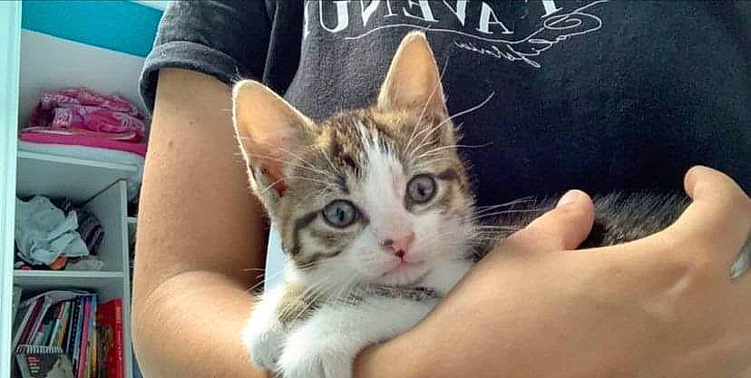 Kalinka participe au concours pour gagner de l'argent avec cette photo : aegean_cat, american_shorthair, american_wirehair, asian, carnivore, cat, domestic_short_haired_cat, ear, european_shorthair, felidae, kitten, mammal, ojos_azules, photo_caption, photography, polydactyl_cat, small_to_medium_sized_cats, tabby_cat, whiskers