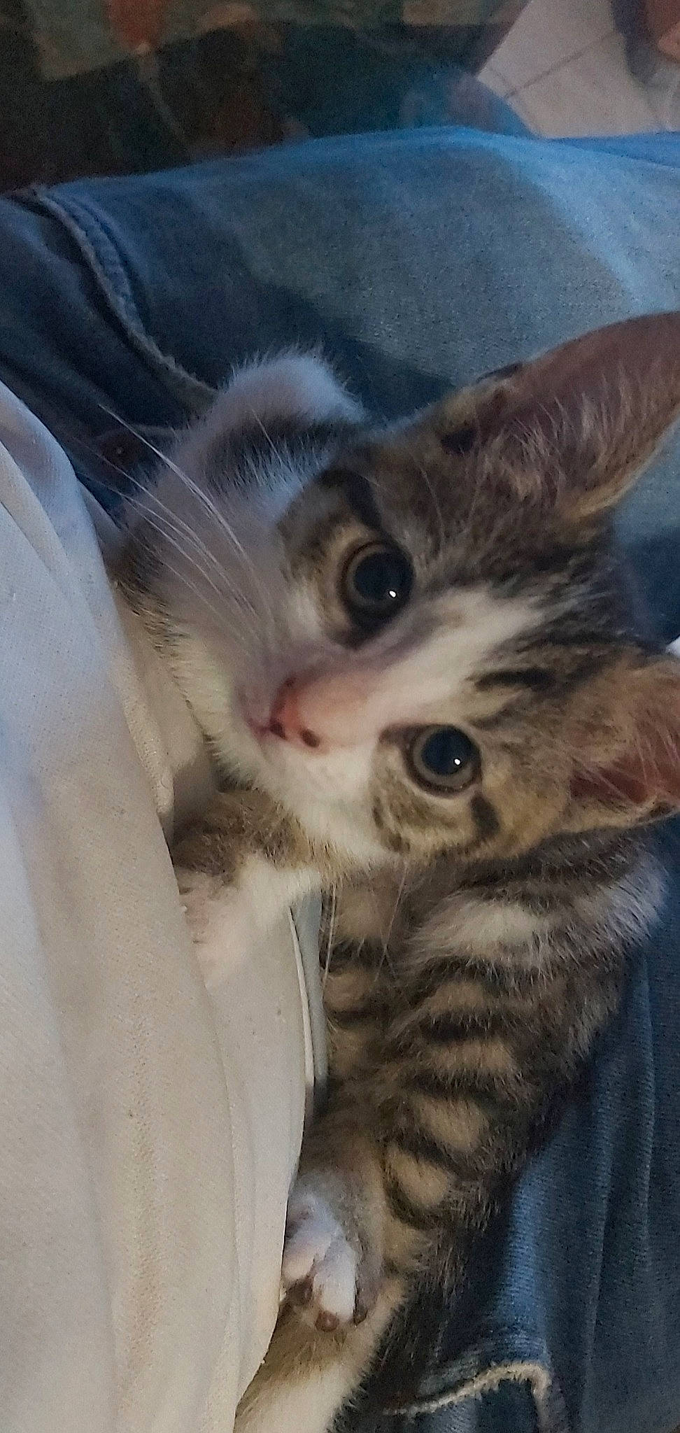 Kalinka a rejoint le concours — aidez-le/la à gagner de superbes lots ! aegean_cat, american_shorthair, american_wirehair, asian, carnivore, cat, domestic_short_haired_cat, dragon_li, egyptian_mau, european_shorthair, felidae, kitten, mammal, pixie_bob, siberian, small_to_medium_sized_cats, sokoke, tabby_cat, vertebrate, whiskers