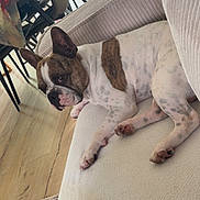 Thanos participe au concours pour gagner de l'argent avec cette photo : dog, french_bulldog, couch, living_room, wooden_floor, furniture, pet, indoor, relaxed, seated, ears, brown_and_white, canine, domestic_animal, floor, table, chair, home, cozy, resting