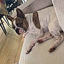 dog, french_bulldog, couch, living_room, wooden_floor, furniture, pet, indoor, relaxed, seated, ears, brown_and_white, canine, domestic_animal, floor, table, chair, home, cozy, resting