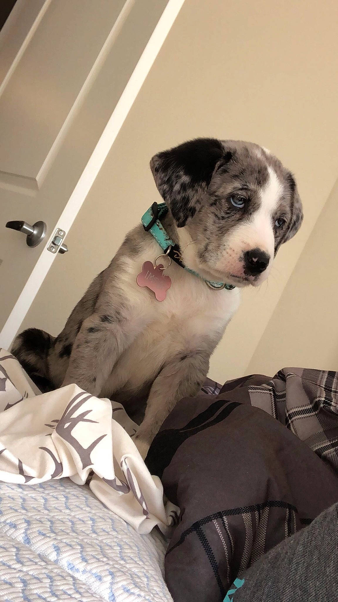 Remi joined the competition — help win amazing prizes! canidae, carnivore, collar, comfort, companion_dog, dog, dog_breed, dog_collar, dog_supply, fawn, fur, leash, non_sporting_group, puppy, sitting, snout, sporting_group, whiskers, working_animal, working_dog