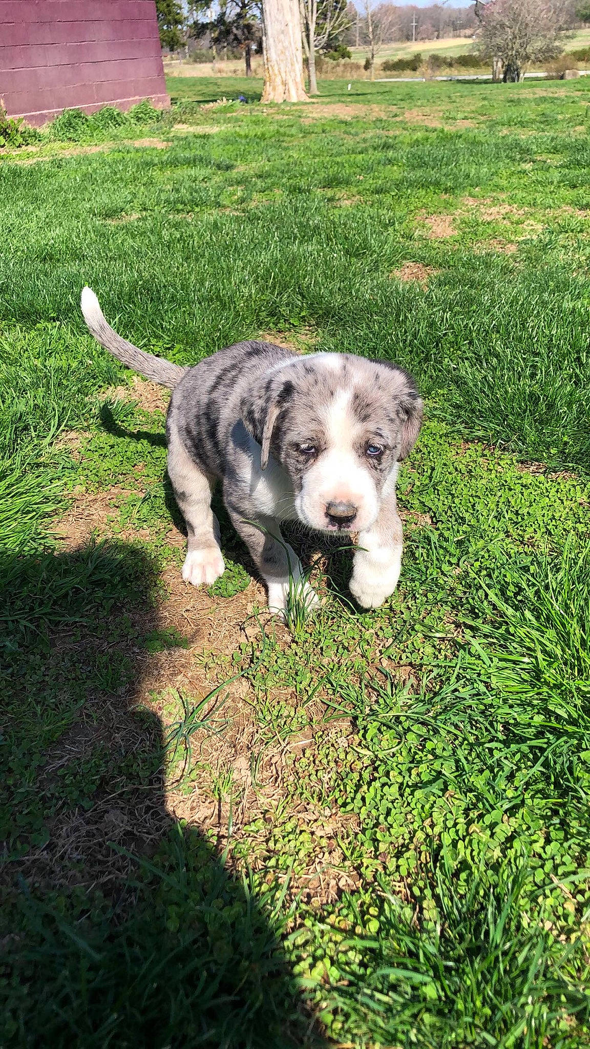 Remi joined the competition — help win amazing prizes! canidae, carnivore, companion_dog, dog, dog_breed, fawn, garden_hose, grass, grassland, groundcover, pasture, plant, schnauzer, sculpture, snout, sporting_group, tail, terrestrial_animal, terrier, working_animal