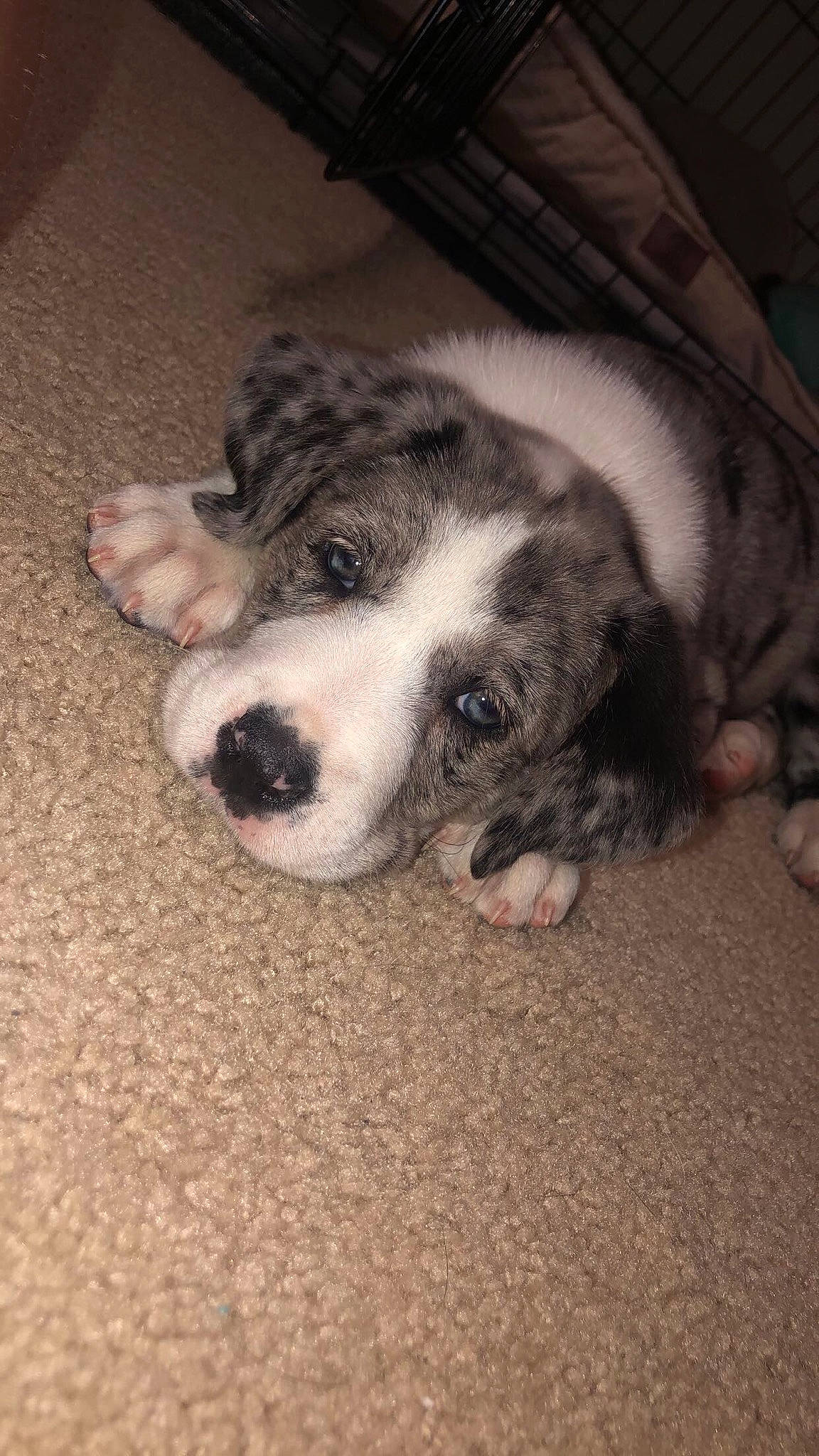 Remi joined the competition — help win amazing prizes! bored, canidae, carnivore, comfort, companion_dog, dog, dog_breed, eye, fawn, flooring, foot, fur, non_sporting_group, paw, snout, sporting_group, terrestrial_animal, whiskers, wood, working_animal