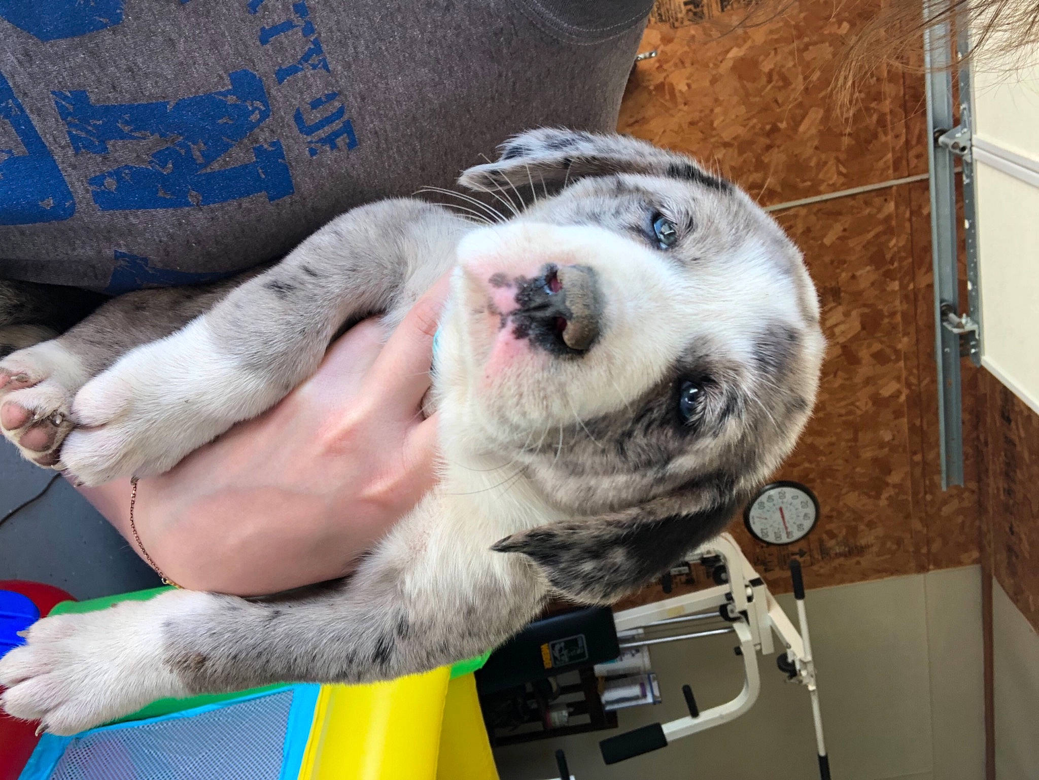 Remi joined the competition — help win amazing prizes! canidae, carnivore, collar, companion_dog, dog, dog_breed, dog_collar, fawn, fur, non_sporting_group, paw, snout, sporting_group, terrestrial_animal, whiskers, working_animal