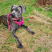 Uschka participe au concours pour gagner de l'argent avec cette photo : dog, canine, pet, outdoor, grass, greenery, pink_harness, tongue_out, resting, nature, summer, animal, muzzle, ears, eyes, snout, fur, laying_down, field, daytime