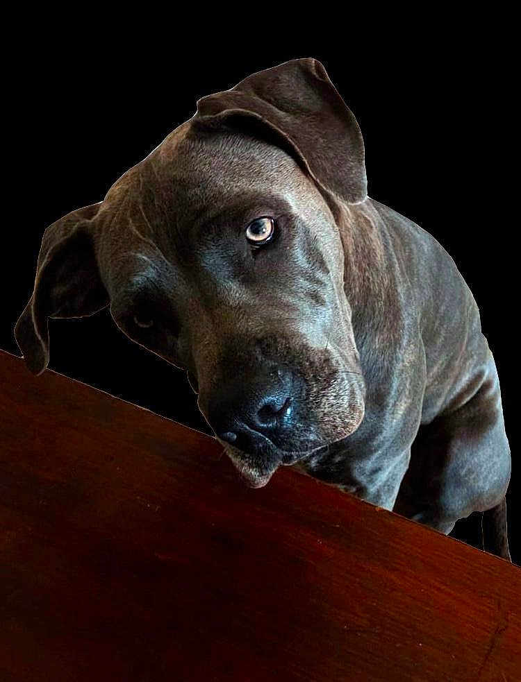 Uschka participe au concours pour gagner de l'argent avec cette photo : dog, pet, canine, brown, fur, ears, table, wood, animal, portrait, looking, face, closeup, indoor, expression, curious, black_background, muzzle, snout, domestic